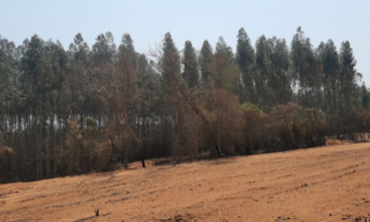 Foto 10 de 12 — Grande incêndio em Trabiju rendeu R$ 2,4 milhões em multas após causar destruição